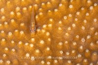 Coral Goby, Indonesia
