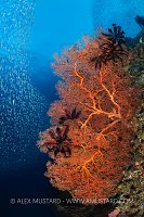 Sea Fans And Schooling Fish, Indonesia