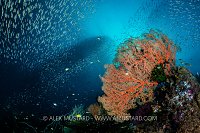 Sea Fans And Schooling Fish, Indonesia