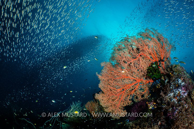 Sea Fans And Schooling Fish, Indonesia