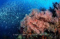 Sea Fans And Schooling Fish, Indonesia