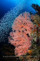 Sea Fans And Schooling Fish, Indonesia