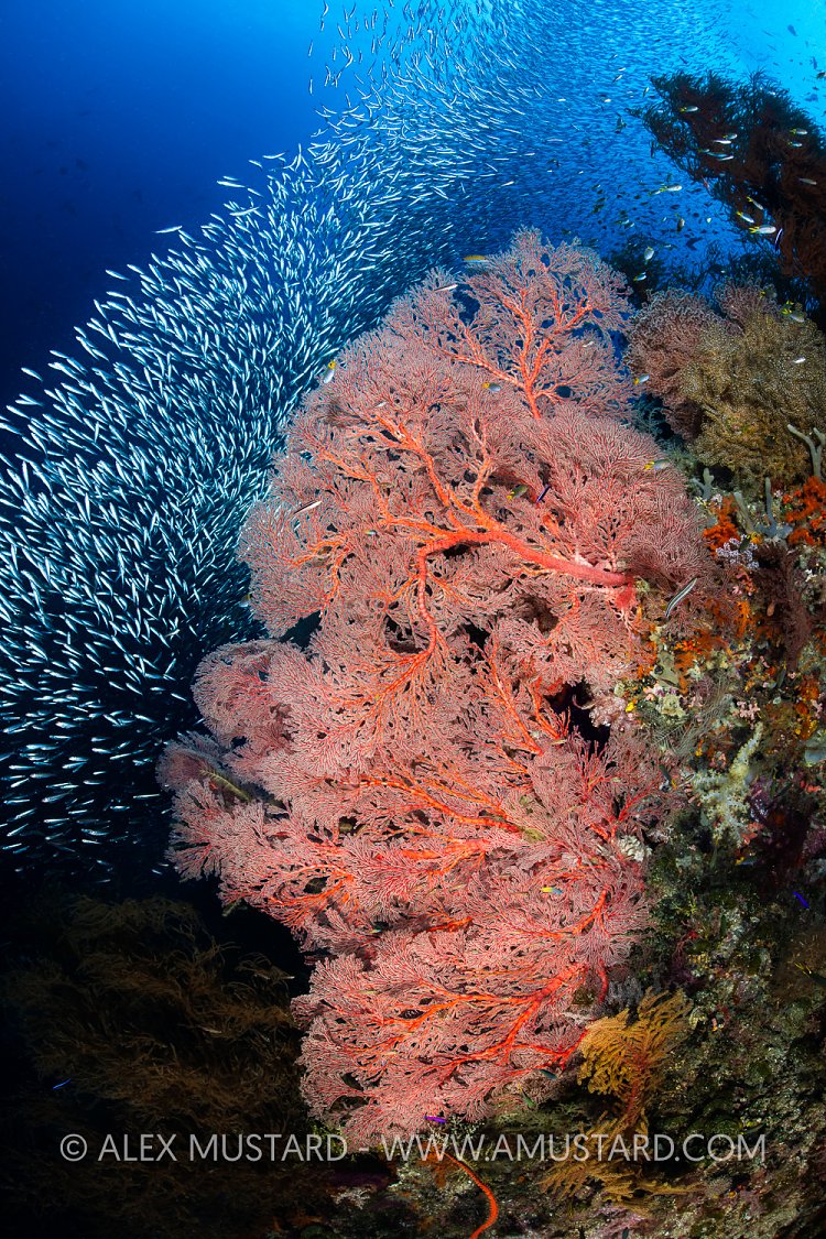 Sea Fans And Schooling Fish, Indonesia