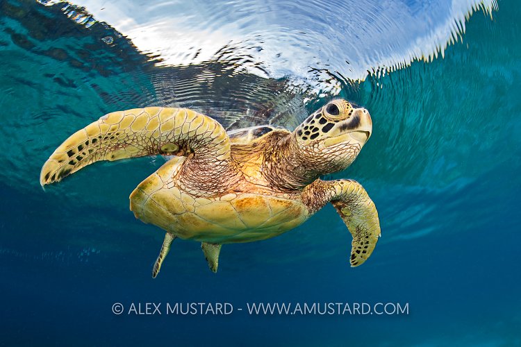 Turtle At The Surface, Indonesia