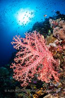 Soft Coral On Reef, Indonesia