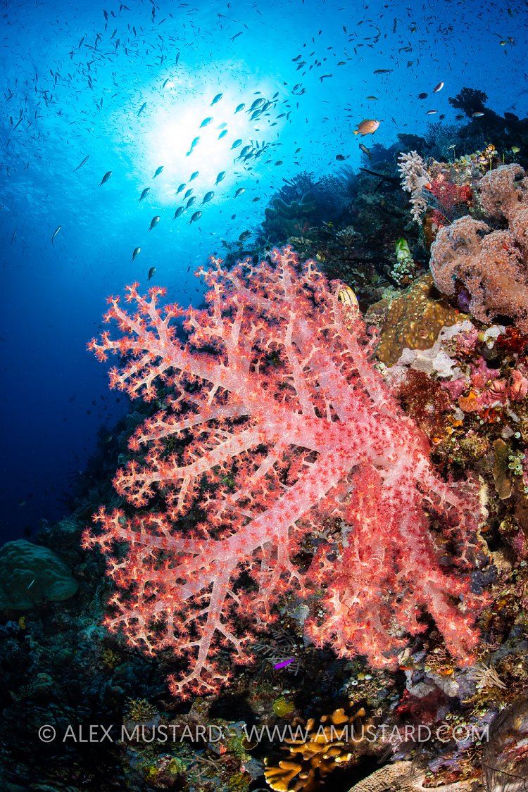 Soft Coral On Reef, Indonesia