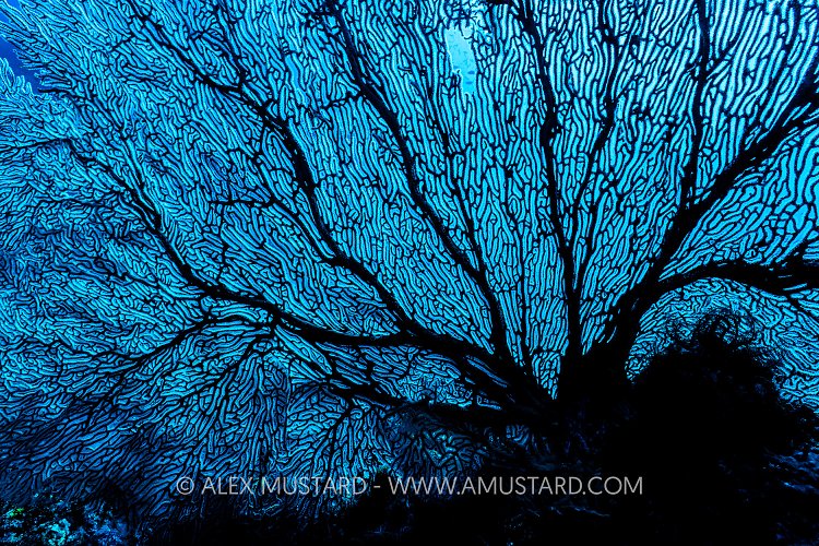 Sea Fan Silhouette, Indonesia