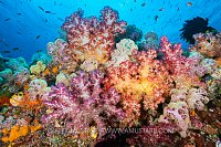 Soft Coral Explosion, Indonesia