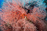 Sea Fan With Cardinalfish, Indonesia