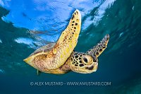 Turtle At The Surface, Indonesia