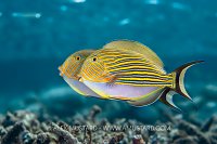 Pajama Surgeonfish Pair, Indonesia