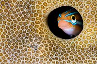 Fang Blenny Lookout, Indonesia