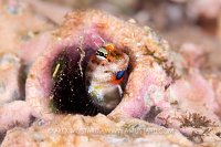 Blenny Lookout, Indonesia