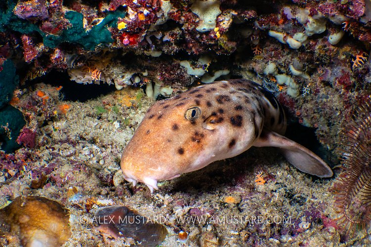 Walking Shark At Night, Indonesia