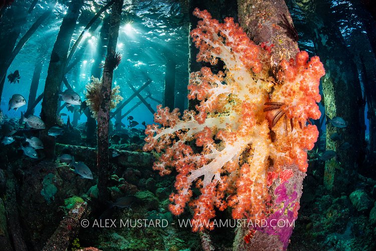 Soft Coral Under Jetty, Indonesia