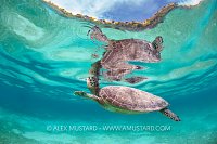 Turtle At The Surface, Indonesia