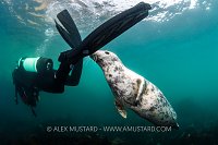 Seal Sniffs Fins, UK