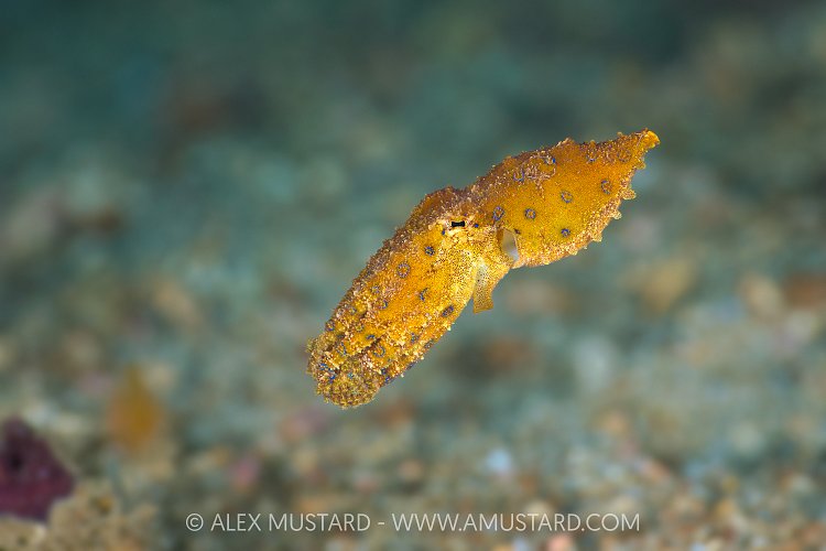 Blue Ringed Octopus Swimming, Indonesia