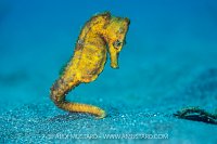 Common Seahorse, Indonesia