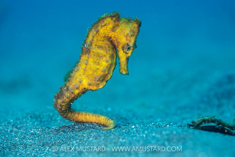 Common Seahorse, Indonesia