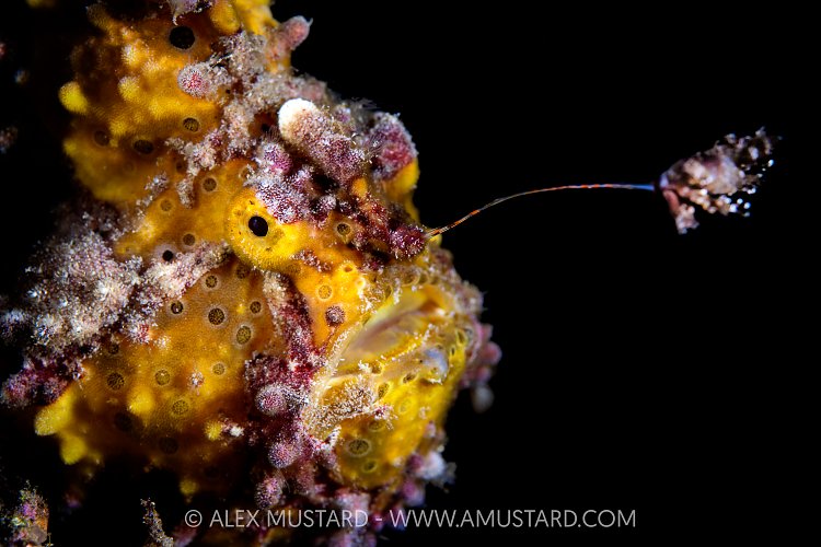 Fishing Frogfish, Indonesia