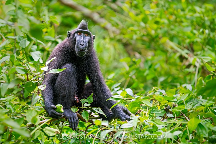 Black Crested Macaque, Indonesia