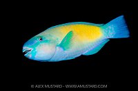 Parrotfish Portrait, Indonesia