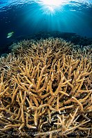 Hard Coral With Sunburst, Indonesia