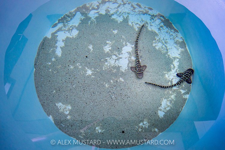 Juvenile Zebra Sharks In Captivity, Indonesia