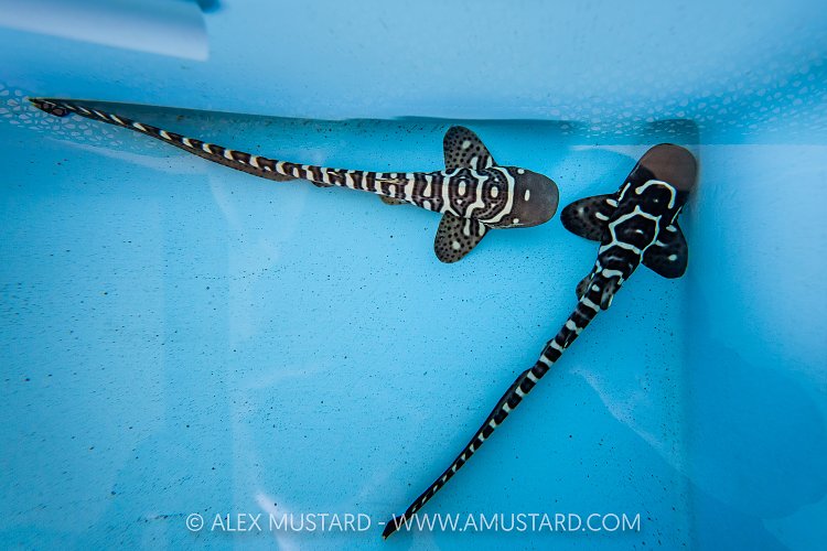 Juvenile Zebra Sharks In Captivity, Indonesia