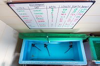 Juvenile Zebra Sharks In Captivity, Indonesia