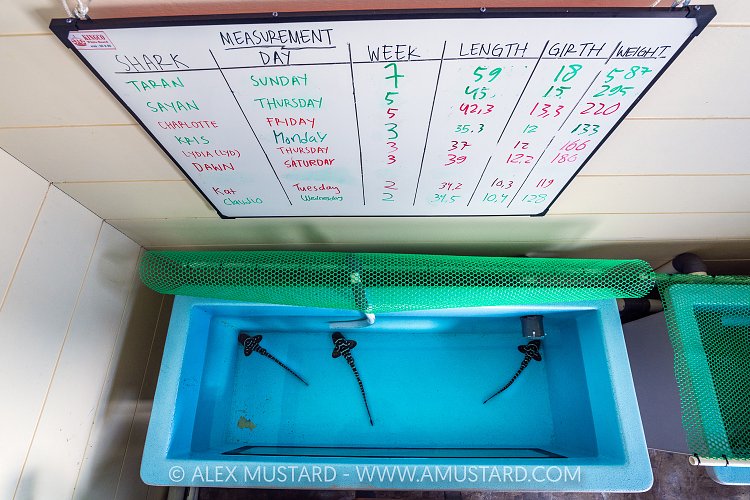 Juvenile Zebra Sharks In Captivity, Indonesia