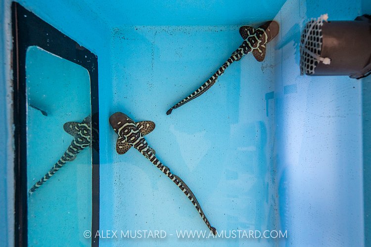 Juvenile Zebra Sharks In Captivity, Indonesia