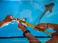 Measuring Baby Sharks, Indonesia
