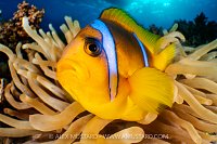 Anemonefish Close Up,, Egypt