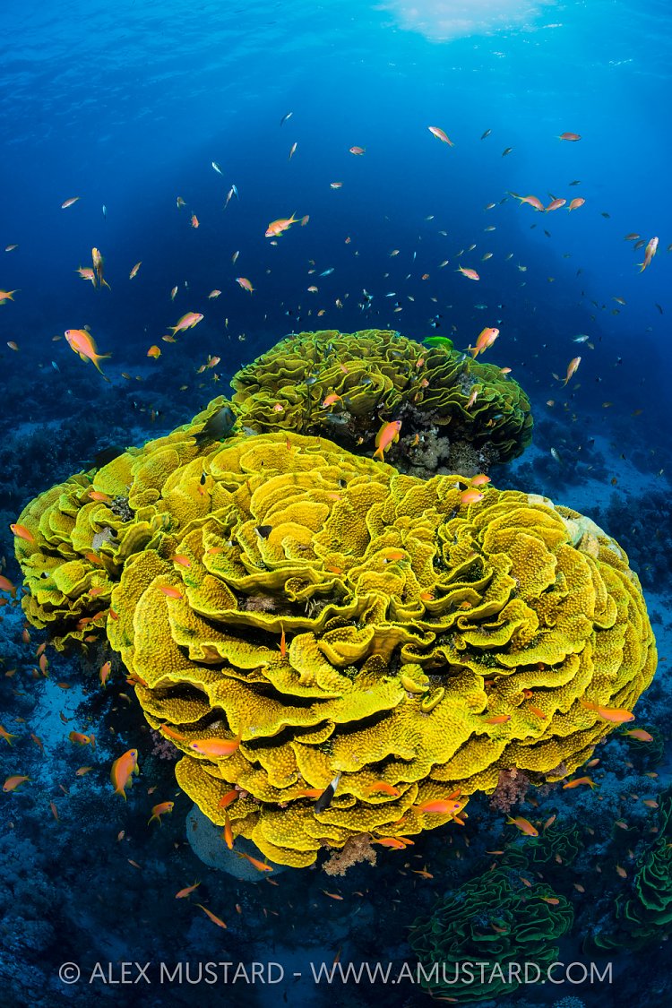 Cabbage Coral Pinnacles, Egypt