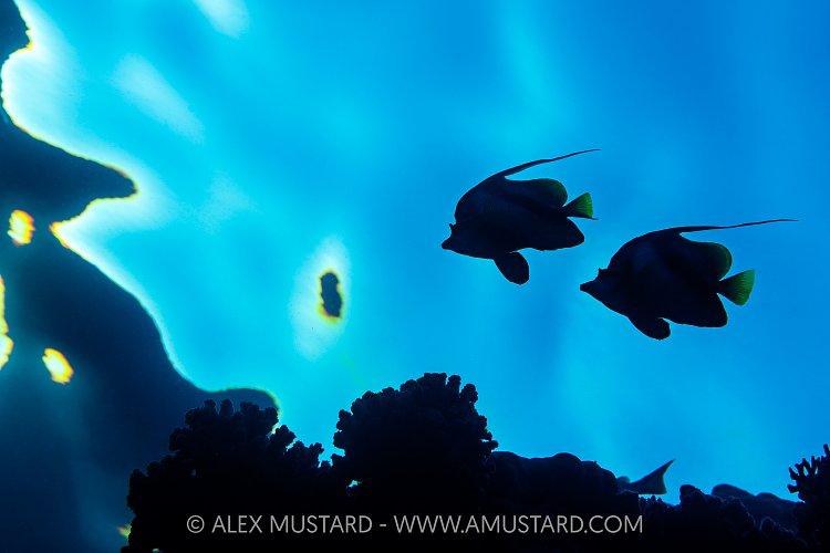 Bannerfish Silhouette, Egypt