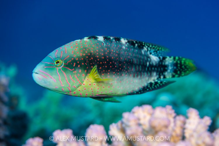 Wrasse Portrait, Egypt