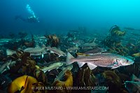 Cod Swimming Through Kelp, Iceland