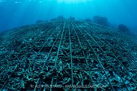 Coral Resoration, Indonesia