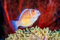 Anemonefish Portrait, Indonesia