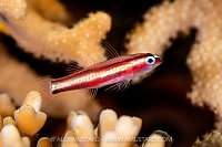 Dwarf Goby, Indonesia