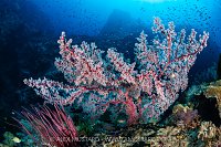 Sea Fan On Reef, Indonesia