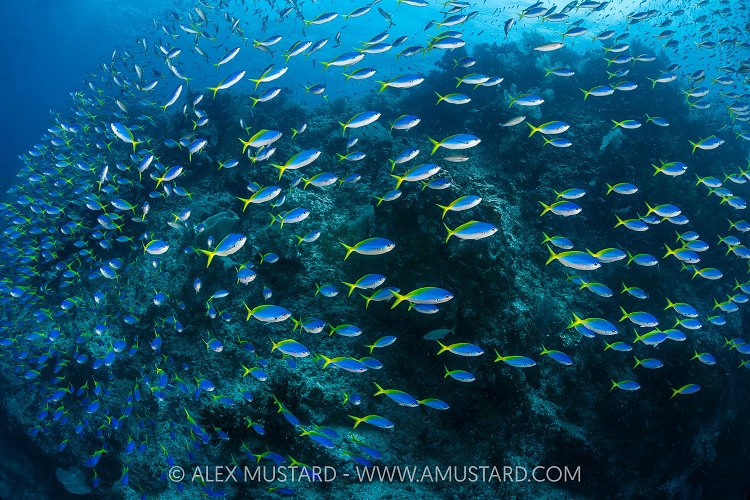 Schooling Fusiliers, Indonesia