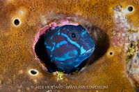 Blenny Portrait, Indonesia
