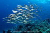Schooling Barracuda, Indonesia