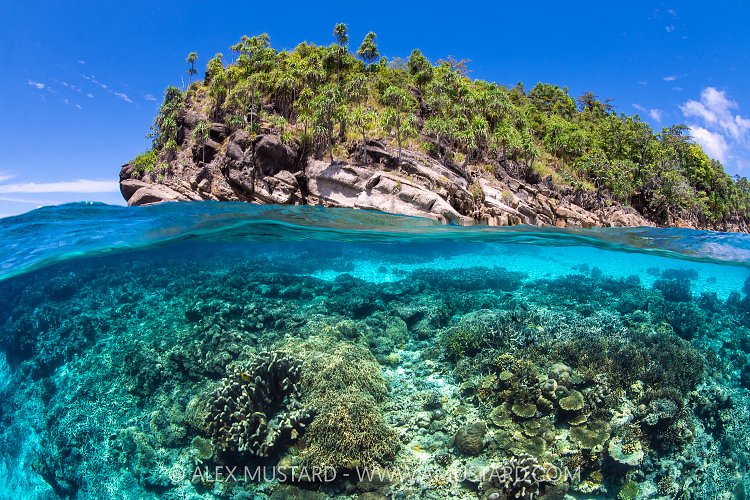 Coral Reef Split Level, Indonesia