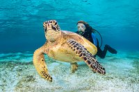 Who You Looking At? Indonesia