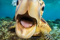 Green Turtle Bite, Indonesia