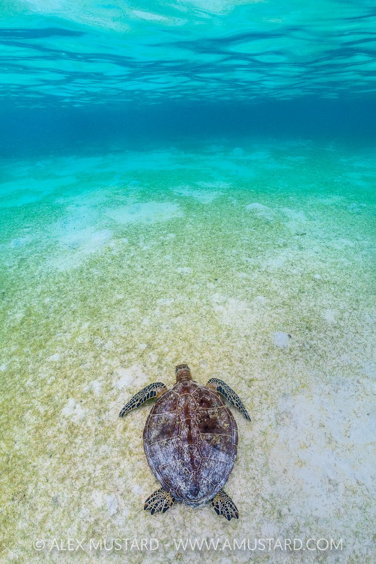 Green Turtle In Shallows, Indonesia